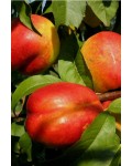Нектарин Рубіновий-4 (середній) | Нектарин Рубиновый-4 (средний) | Prunus percica / Nucipersica Rubinoviy-4